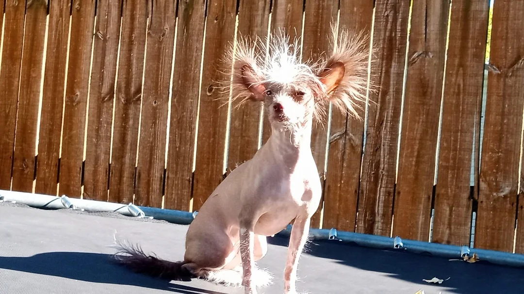 A mostly hairless dog with long, wild tufts of fur sticking out from its head and ears sits on a trampoline in front of a wooden fence, bathed in sunlight.