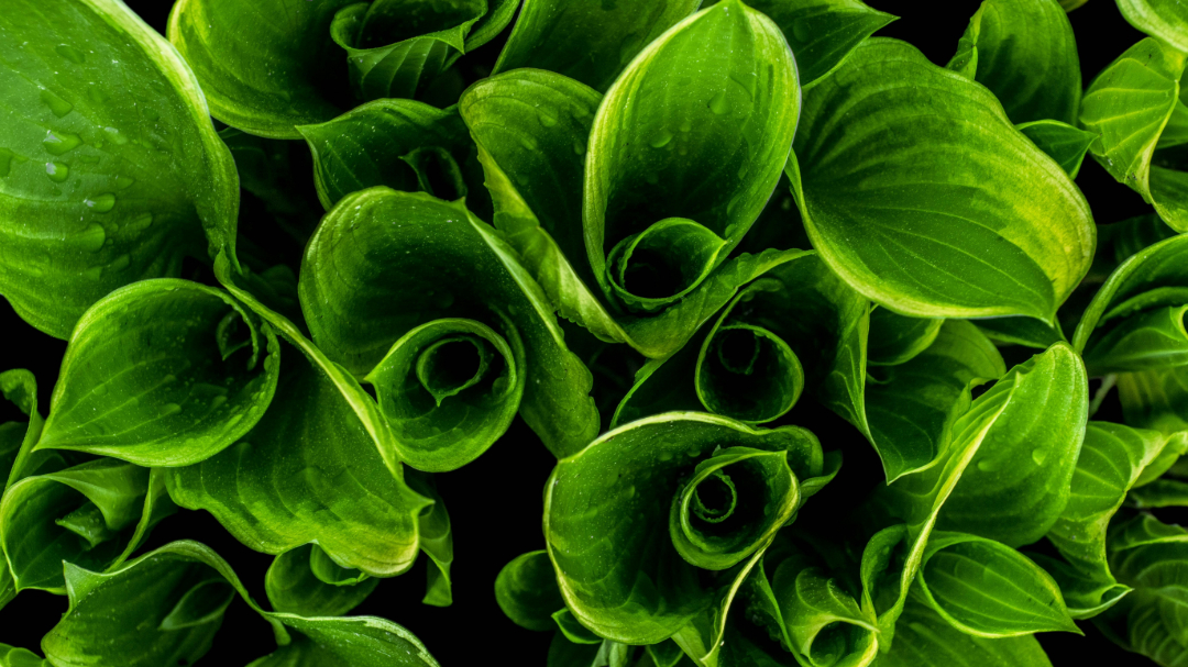 A close-up view of lush, green leaves with curled edges and visible veins, overlapping each other and creating a vibrant, natural pattern.