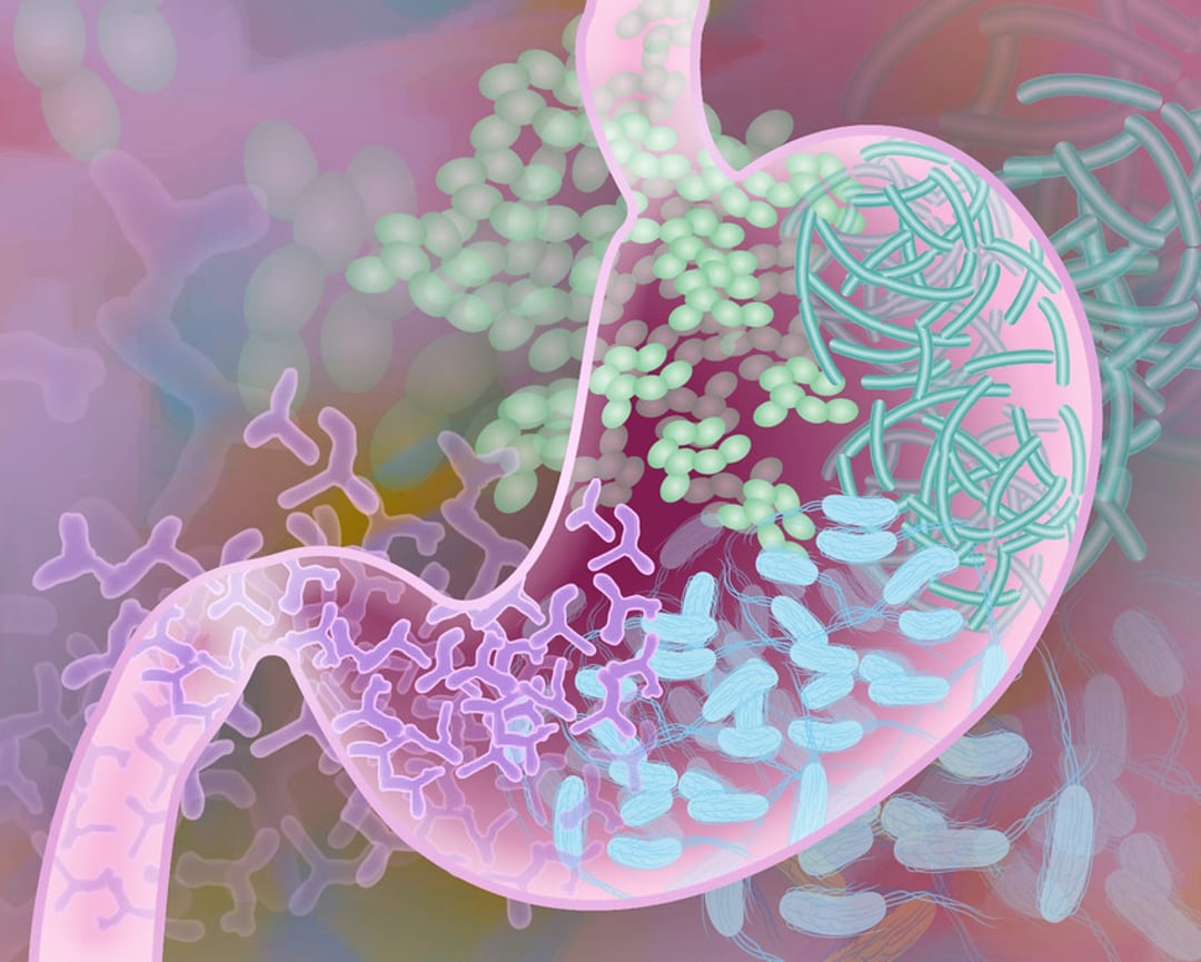 Illustration of a human stomach with colorful, stylized bacteria and microbes inside, representing the diversity of the gut microbiome against a soft, blurred background.