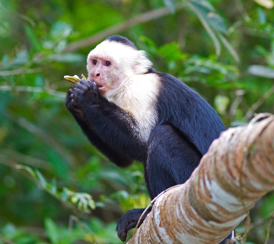 A white-faced capuchin monkey sits on a tree branch in a lush green forest, holding and inspecting a small object in its hands.