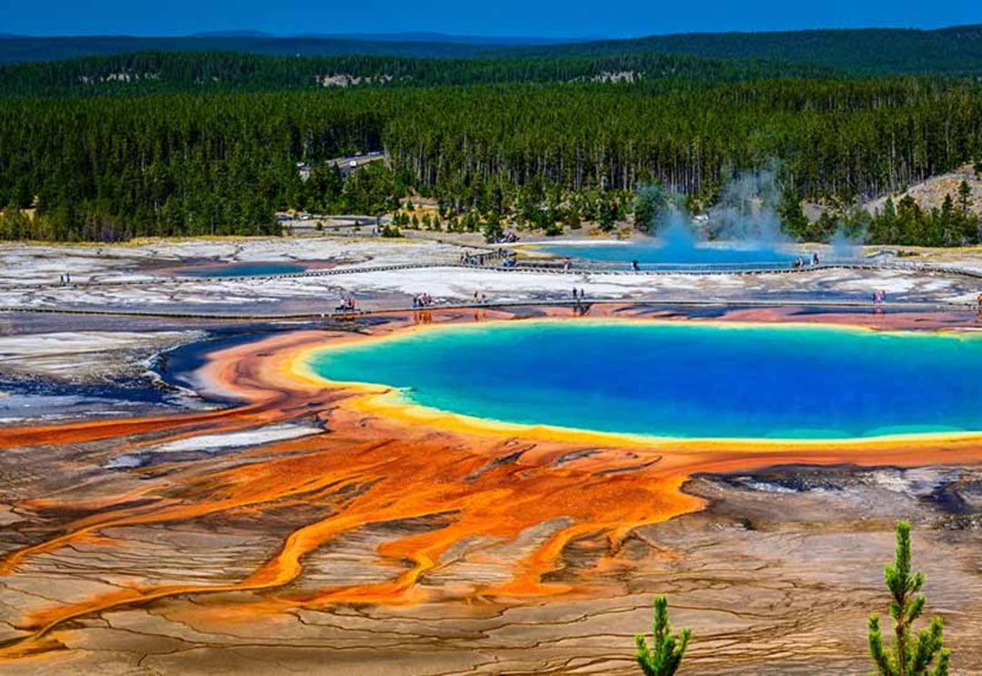 A vibrant hot spring with bright blue water surrounded by orange, yellow, and green mineral deposits, set against a forested landscape at Yellowstone National Park. Visitors walk on a boardwalk nearby.
