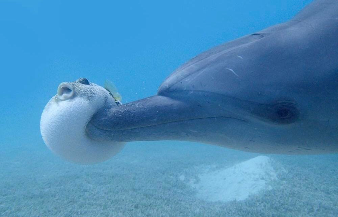 Highlighting the fun facts that dolphins use puffersfish recreationally, a dolphin underwater gently holds a fully inflated pufferfish in its mouth, with the blue ocean and sea floor visible in the background.