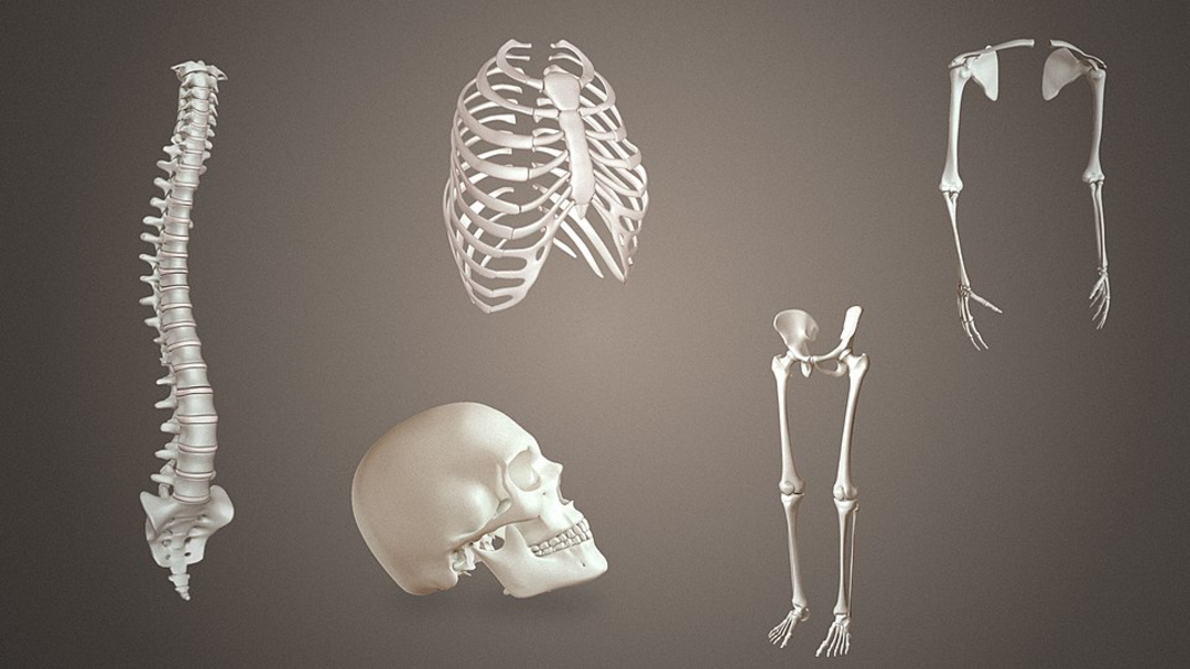 3D render showing separate parts of a human skeleton: a spine, rib cage, skull, arms with shoulder blades, and legs with pelvis, all displayed against a plain brown background.