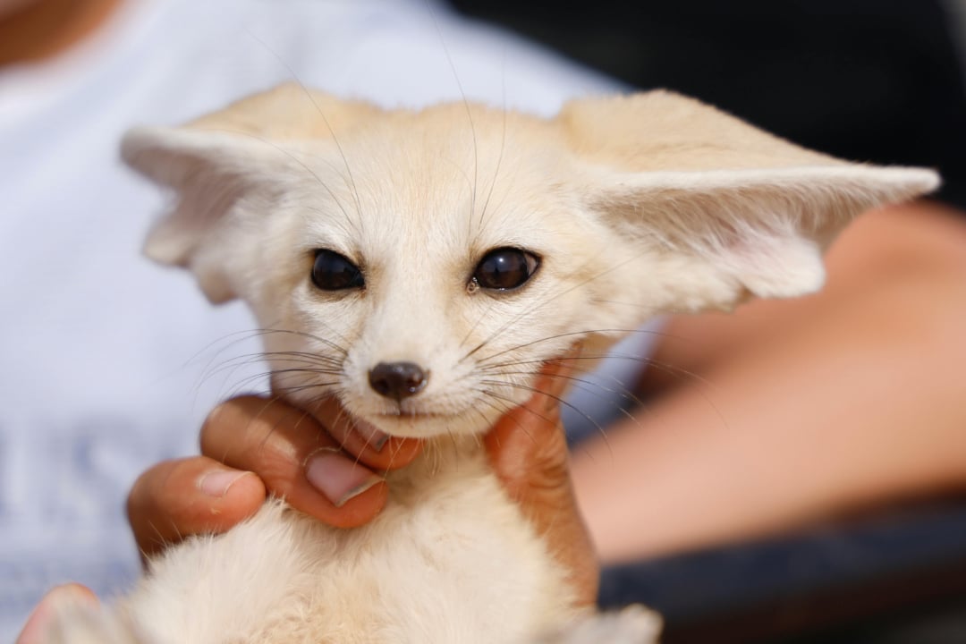 A person gently holds a fennec fox, a small animal with large ears and light fur, while the fox looks toward the camera.