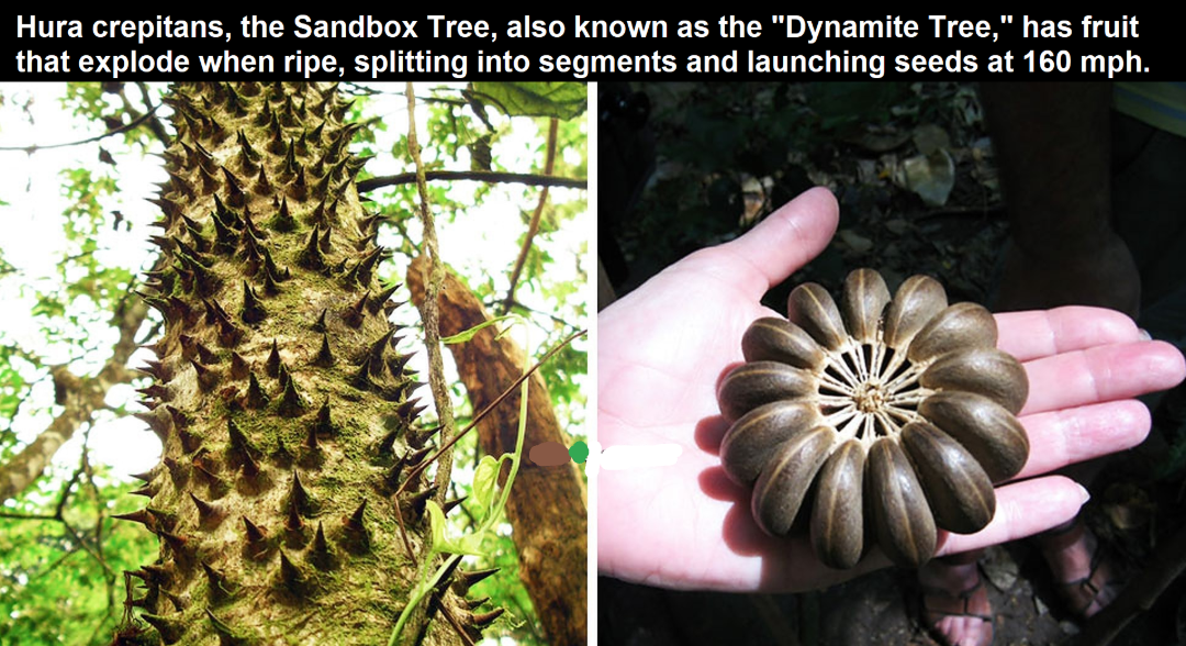 Close-up of a spiky trunk of the Sandbox Tree on the left and a hand holding its segmented, explosive fruit on the right; informative text appears at the top of the image.