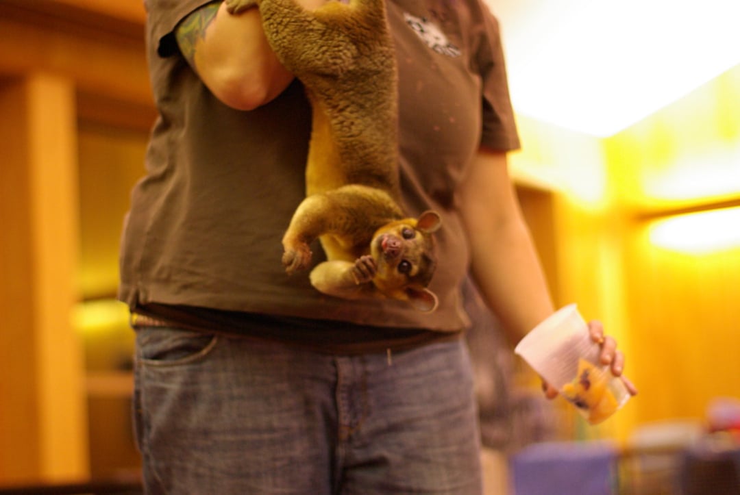 A person in a brown shirt holds a cup in one hand and has a kinkajou hanging upside down from their other arm; the kinkajou looks at the camera in an indoor setting with warm lighting.