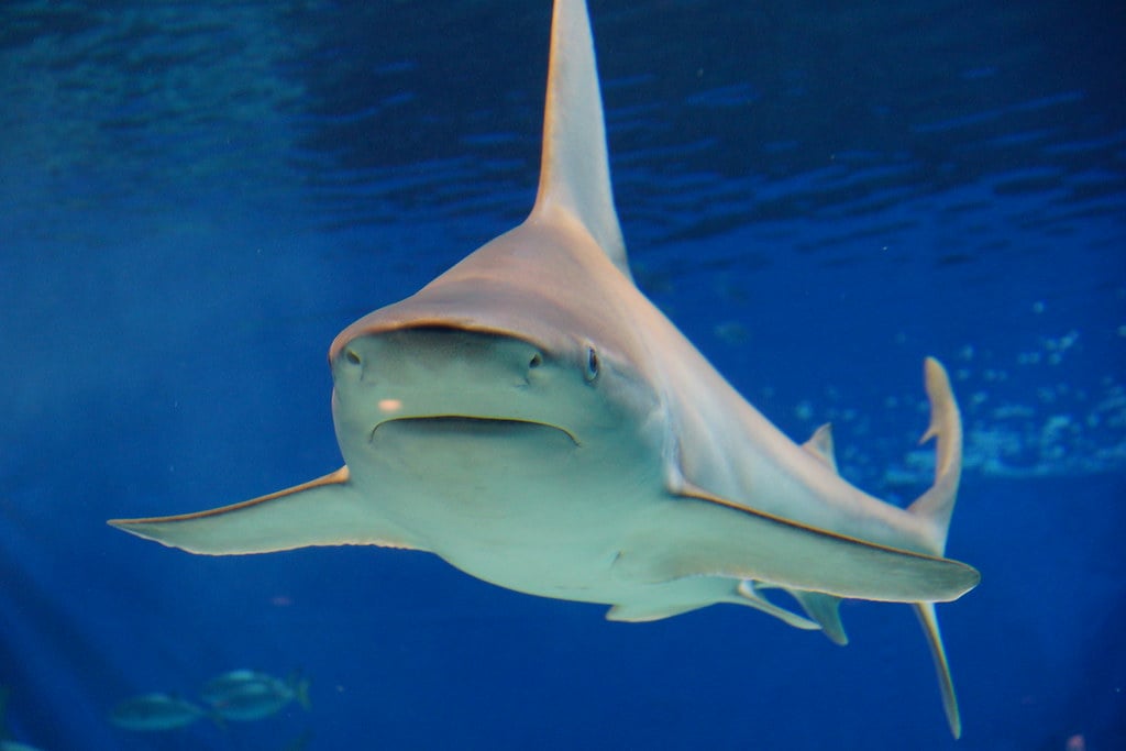A shark swims underwater facing the camera, with its mouth closed and fins extended. The blue water surrounds the shark, creating a clear, vibrant aquatic scene.