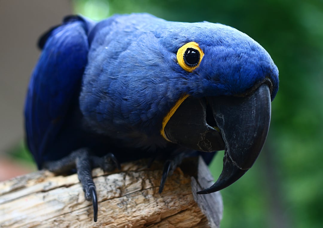 A close-up of a vibrant blue hyacinth macaw perched on a wooden branch, with a blurred green background. The bird's yellow eye ring and large black beak are clearly visible.