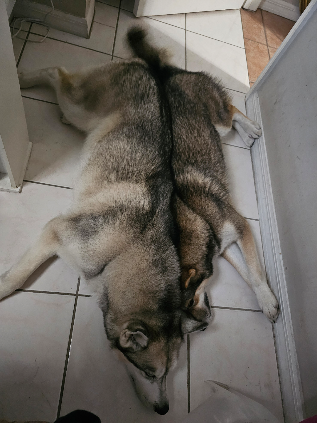Two huskies are lying on a tiled floor, side by side with their bodies touching and facing opposite directions, creating a symmetrical, mirrored appearance.