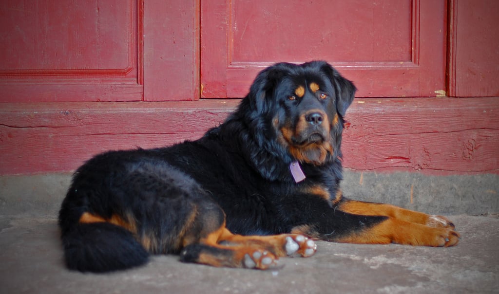 A large black and brown dog with a thick coat and a purple collar lies on the ground in front of a red wooden door, looking toward the camera.
