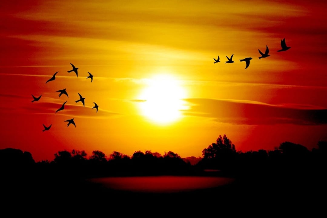 A bright orange and yellow sunset with silhouettes of birds flying across the sky and dark trees lining the horizon.