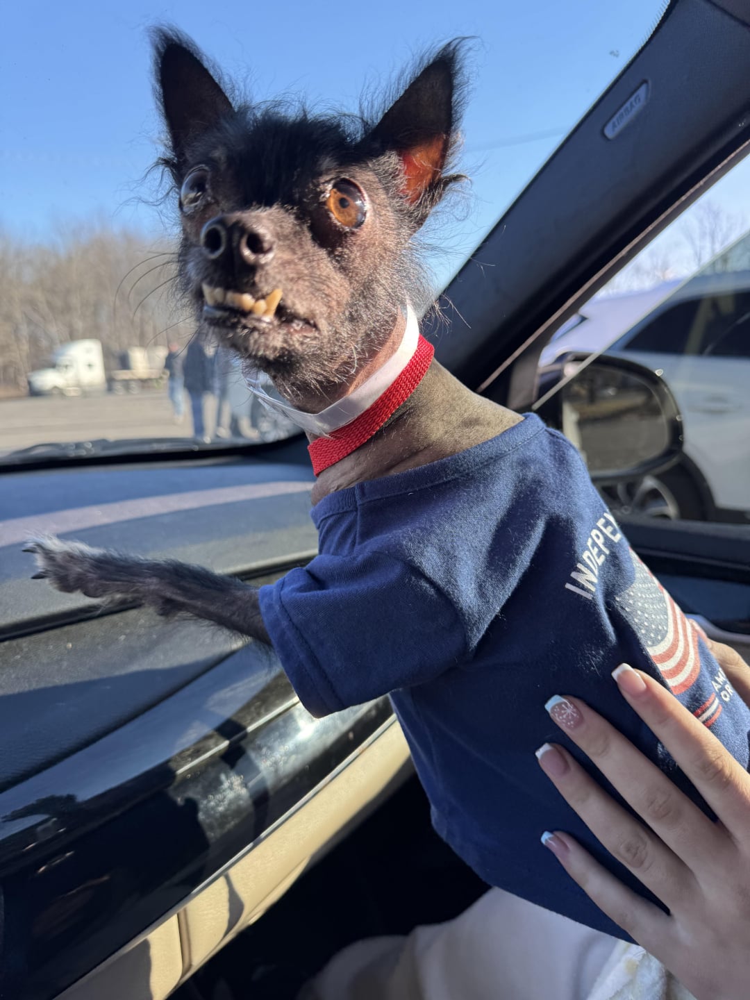 A small dog with sparse black fur, prominent teeth, and large eyes sits in a car wearing a blue shirt and red collar, with a hand resting gently on its back.