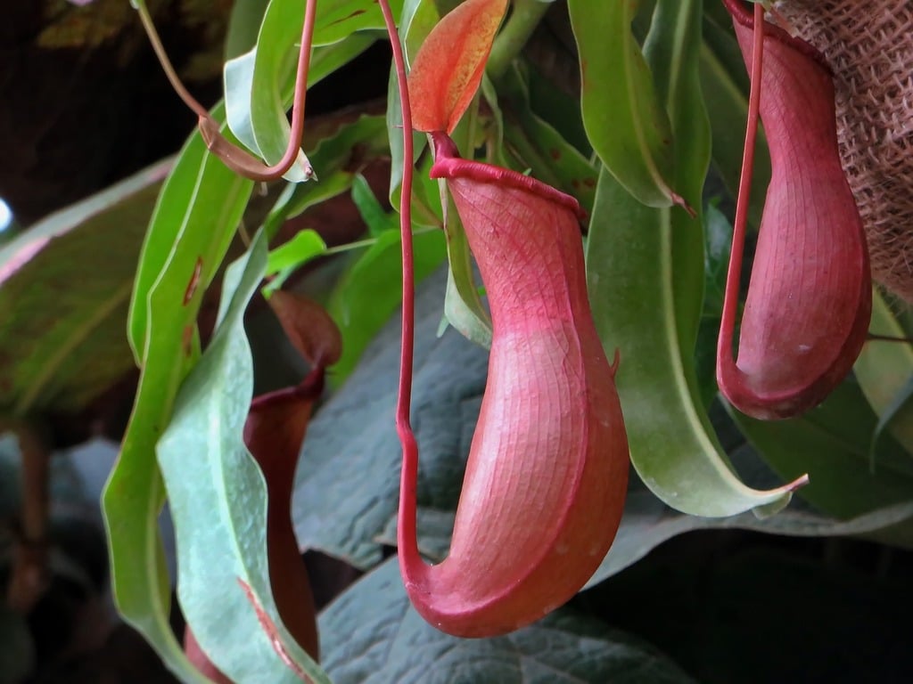 Close-up of pitcher plants with reddish, curved pitcher-shaped leaves hanging among green foliage. The plants have smooth surfaces and elongated tendrils attached to their tops.