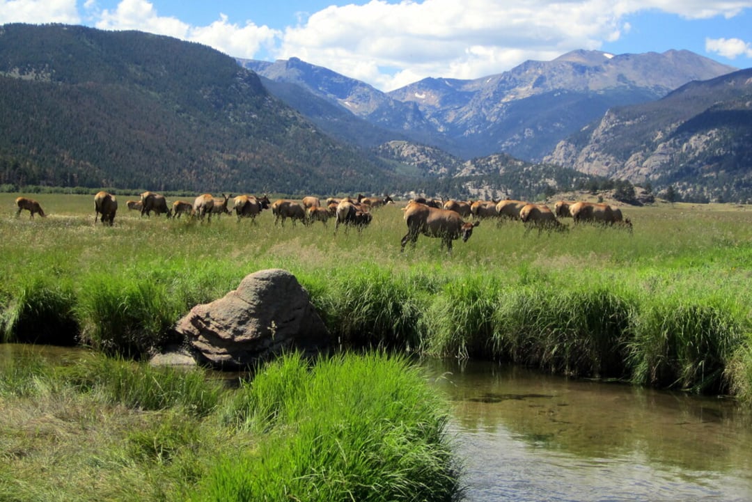 A herd of elk grazes in a green meadow near a small stream, with forested hills and tall, rocky mountains in the background under a partly cloudy sky.