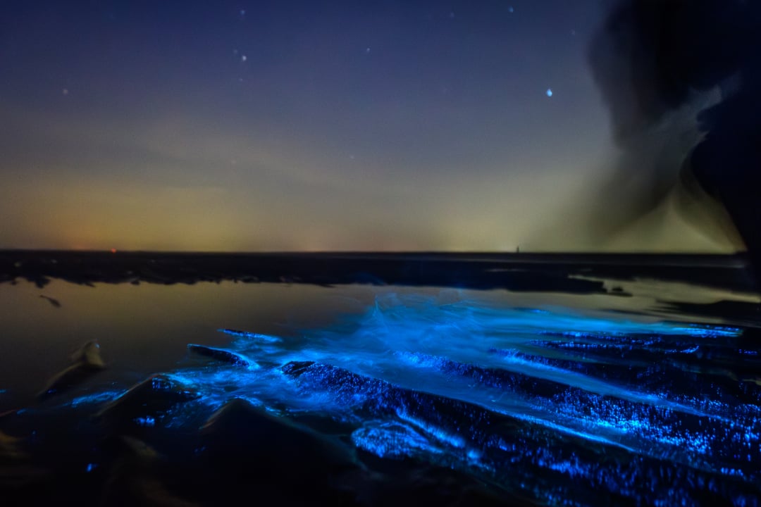 A nighttime beach scene shows glowing blue bioluminescent waves washing onto the shore, with a dark sky filled with stars in the background.
