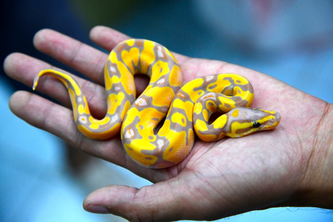 A small yellow and orange patterned snake rests curled up on a person's open palm, showcasing its vibrant colors against the skin of the hand.