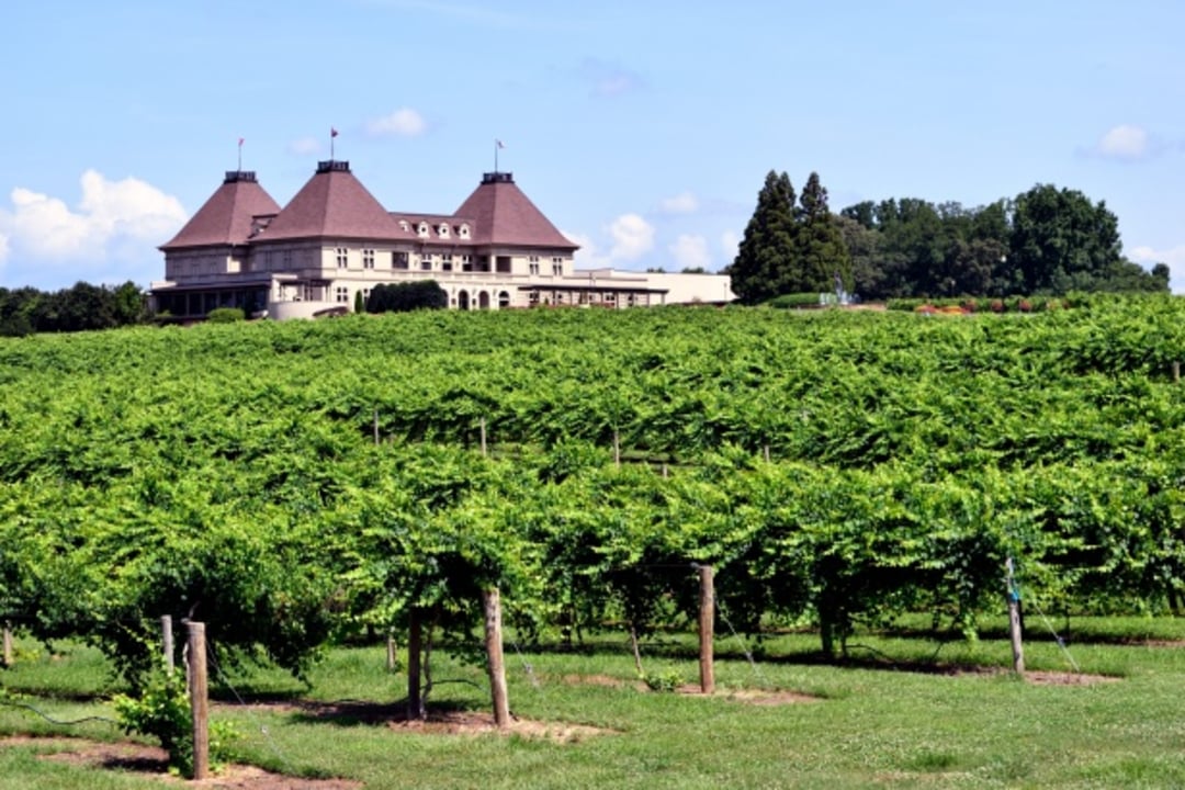 A large chateau-style building stands behind rows of lush green grapevines in a vineyard on a sunny day, with trees and blue sky in the background.