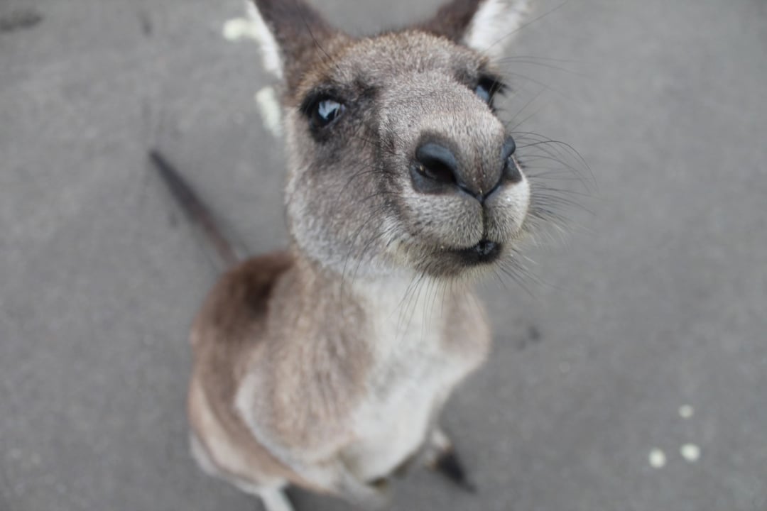 A close-up photo of a kangaroo looking up at the camera with a curious expression, standing on a gray paved surface.