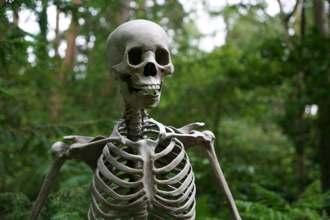 A human skeleton model stands outdoors, surrounded by green foliage and trees in a forest setting. The skeleton appears upright, facing forward, with its jaw slightly open.