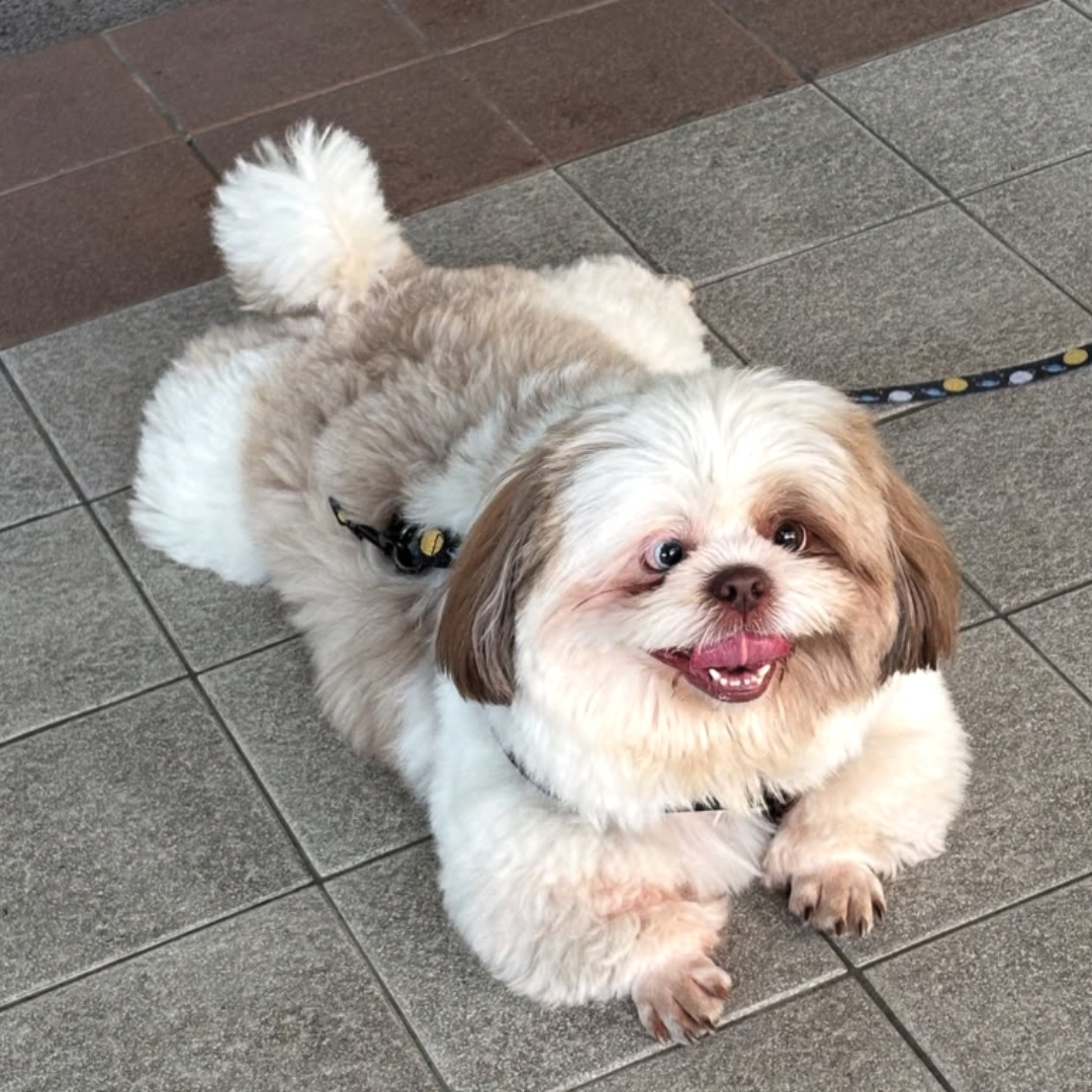A fluffy, white and light brown Shih Tzu dog lies on a tiled floor, looking up with its mouth open and tongue out, appearing happy. The dog is wearing a harness and leash.