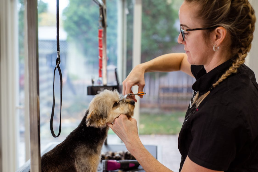 A woman with glasses and a braid is grooming a small dog on a table, using scissors to trim the fur around its face in a bright room.