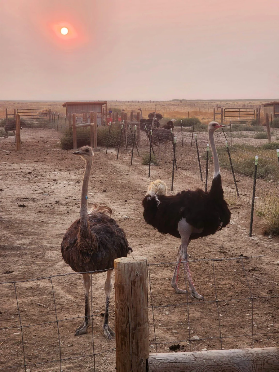 Two ostriches stand in a fenced, dusty enclosure at sunset. The sky appears hazy, with the sun glowing red above the flat, rural landscape. More ostriches and fencing are visible in the background.