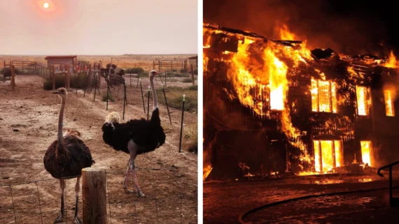 tax-season-bizarre-deductions-people-tried