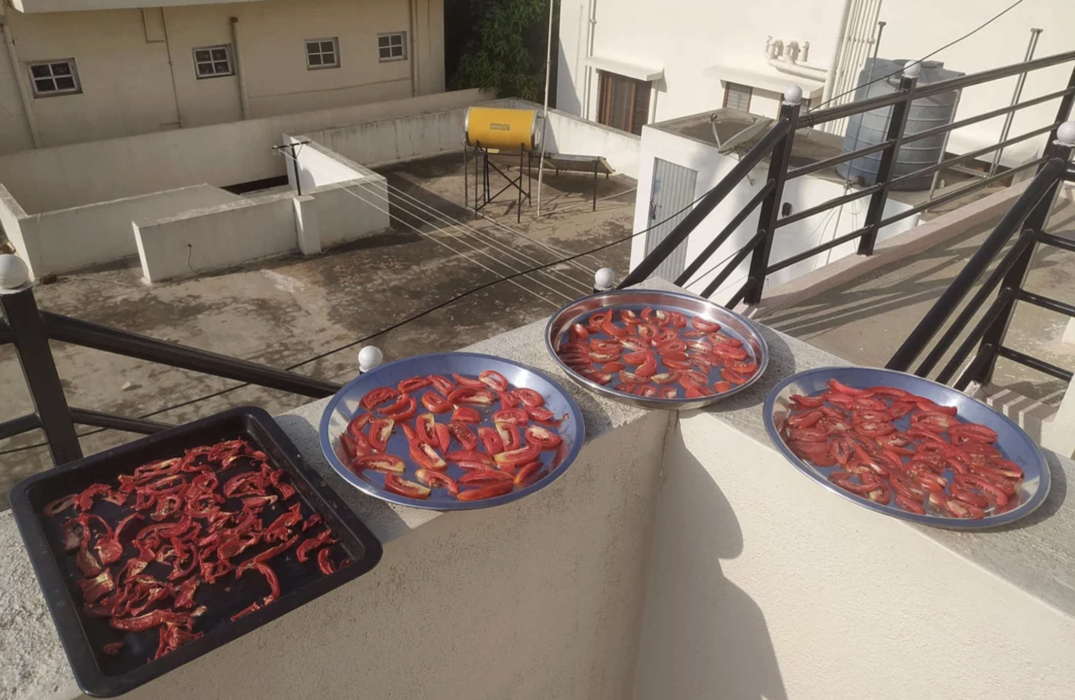Three large trays and one baking sheet, all filled with sliced red chilies, are set out to dry in the sun on a rooftop patio with white walls and railings. Apartment buildings and a yellow water tank are visible in the background.