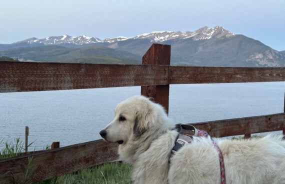 A fluffy white dog wearing a harness stands by a wooden fence, with a lake and snow-capped mountains in the background under a clear sky.