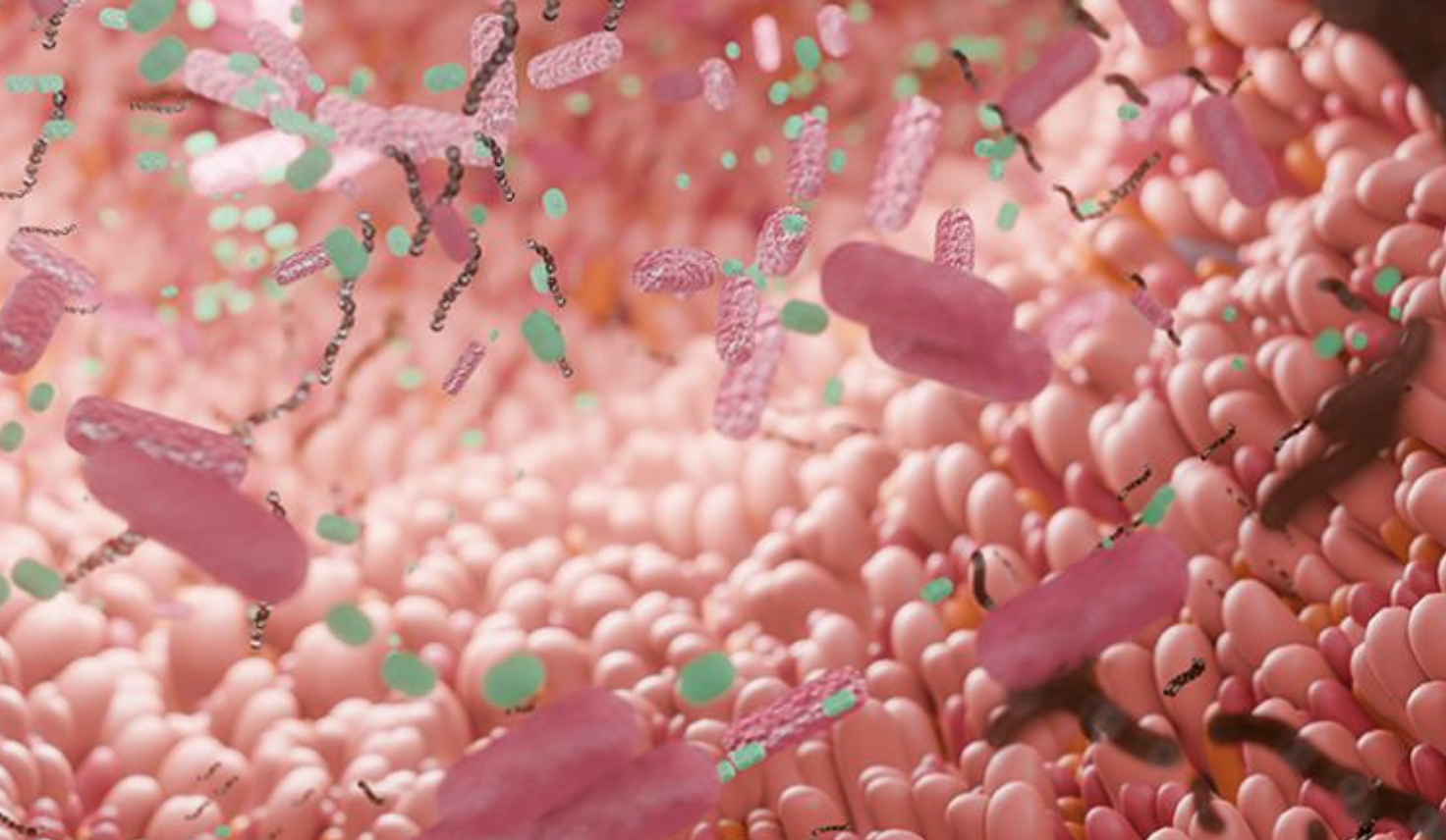 Close-up illustration of numerous pink and green rod-shaped bacteria and microbes clustered together, representing a microscopic view of the human gut microbiome.