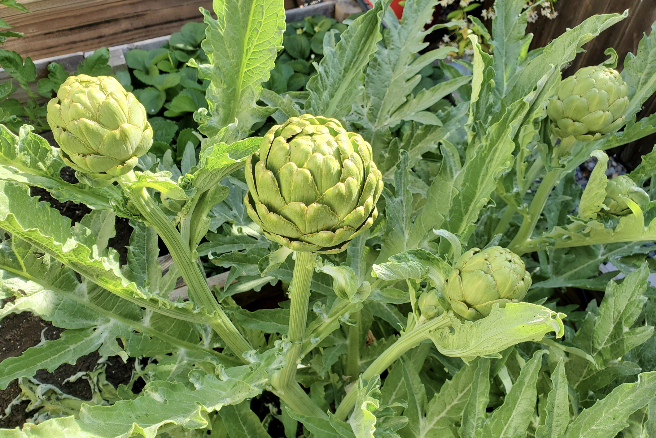 Four artichokes growing on a leafy green plant in a garden bed, surrounded by large serrated leaves and sunlight.