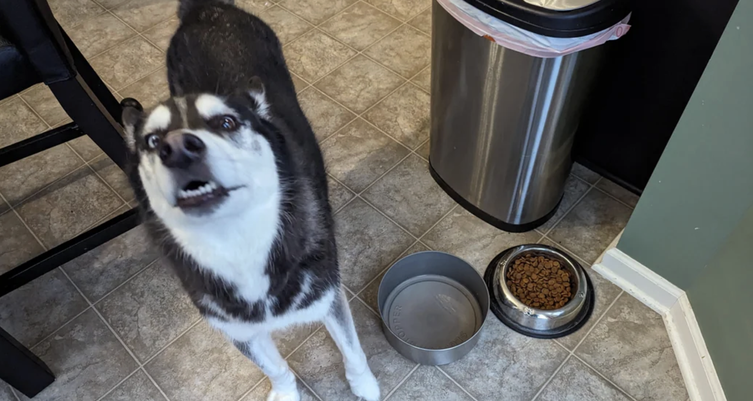 A black and white dog stands on a tiled kitchen floor, looking up and barking near an empty water bowl and a full bowl of kibble next to a stainless steel trash can.