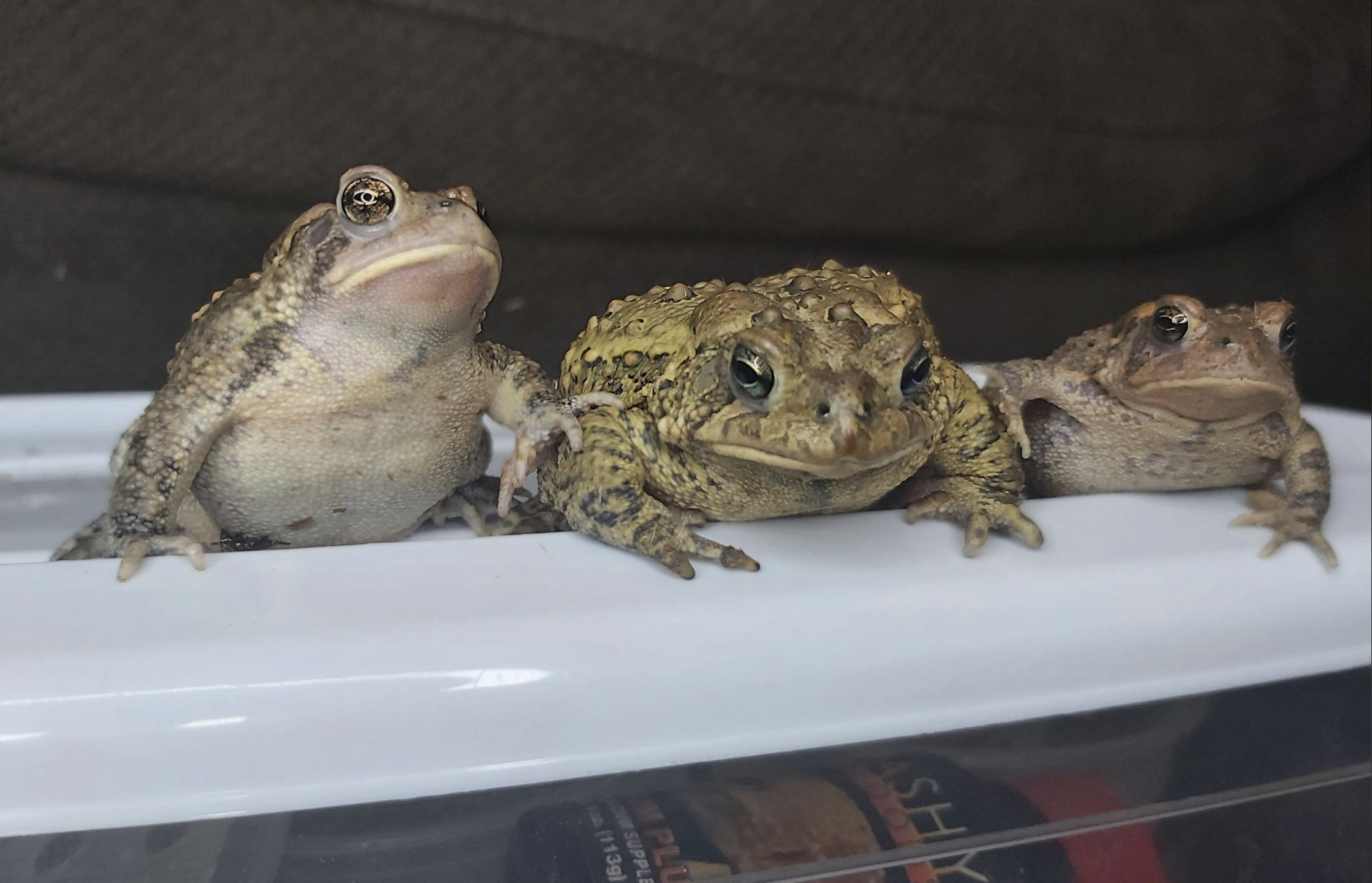 Three toads of varying colors sit side by side on a white plastic surface, facing the camera. The background is out of focus and appears to be dark fabric.