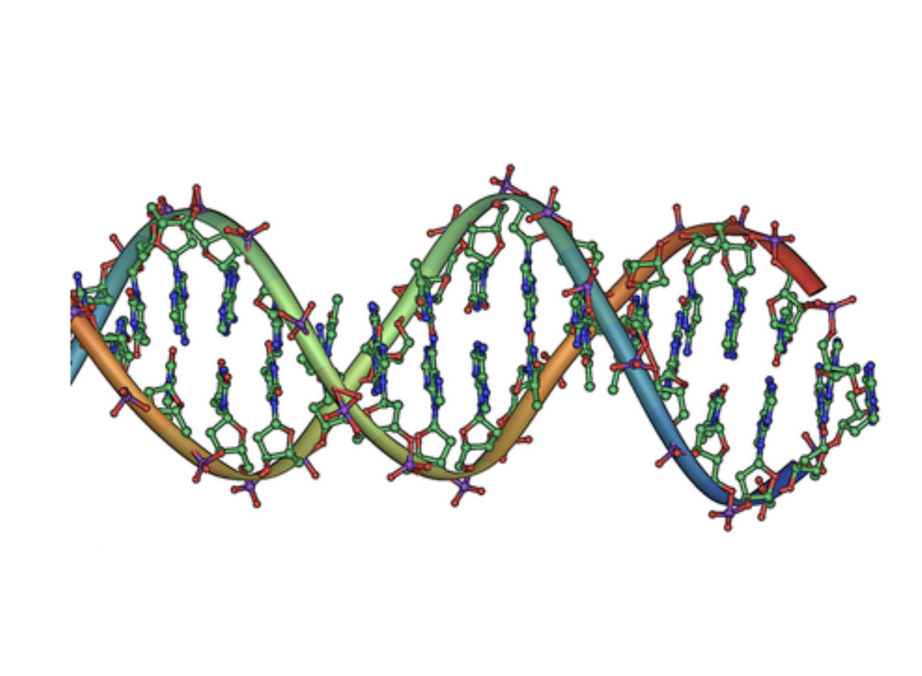 A 3D illustration of a DNA double helix showing two intertwined strands with colored atoms representing the molecular structure of DNA, including base pairs, sugars, and phosphate backbones.