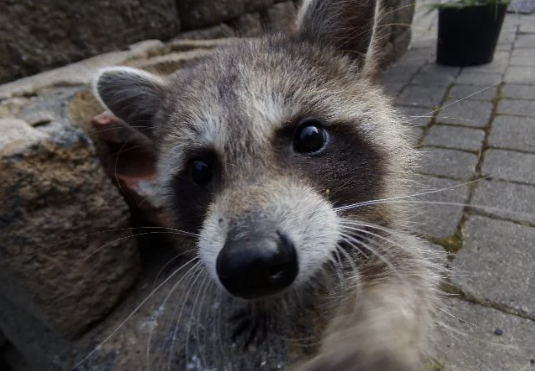 A close-up photo of a curious raccoon reaching its paw toward the camera, with stone bricks and a potted plant visible in the background.