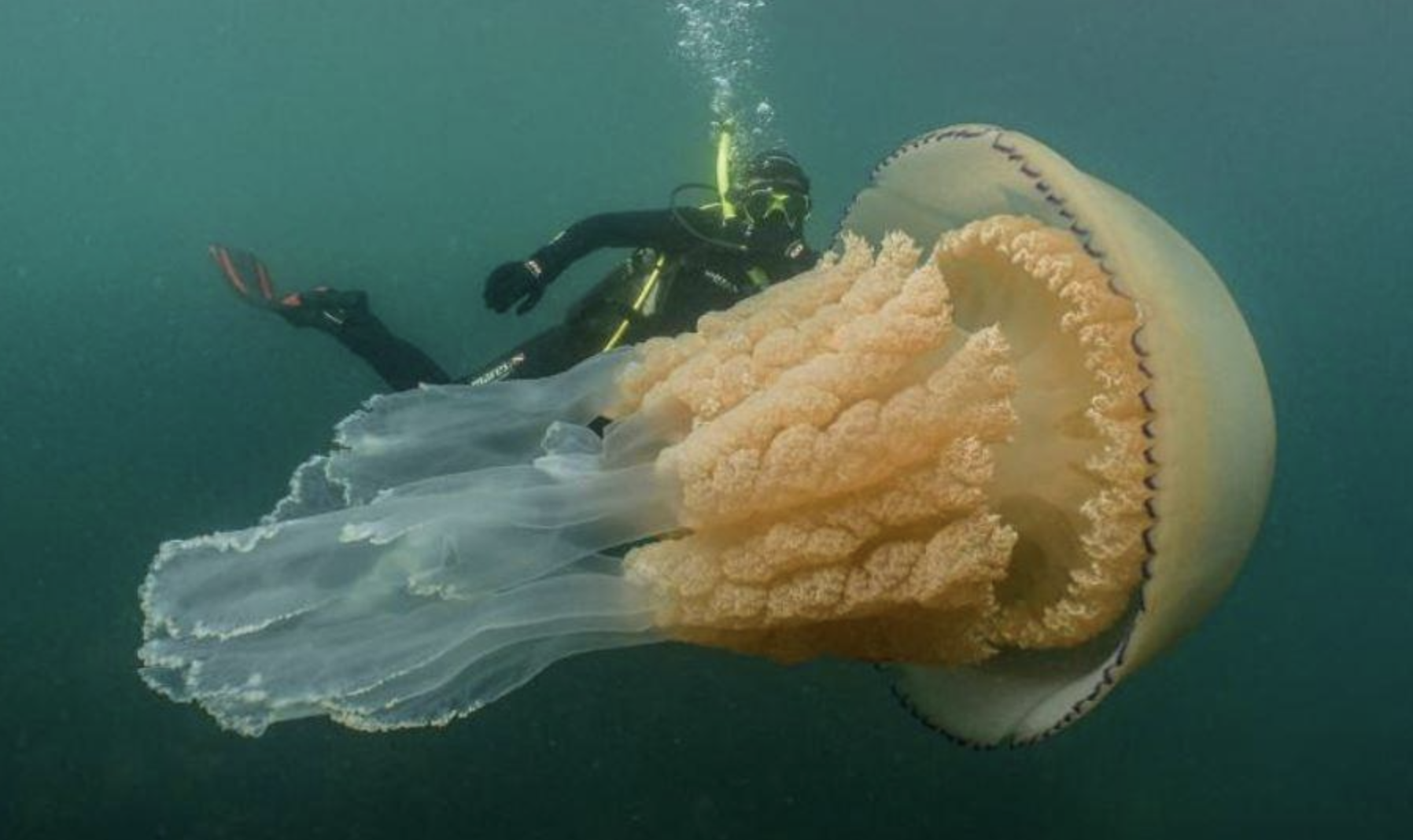 A scuba diver swims underwater near a large jellyfish with a peach-colored bell and long, frilly tentacles in a greenish ocean.
