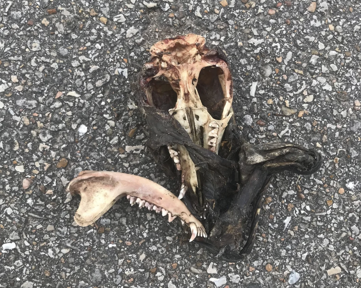 A partially decomposed animal skull with visible sharp teeth and jawbones lies on rough, textured asphalt pavement. Some dark, decaying flesh or fur is still attached.