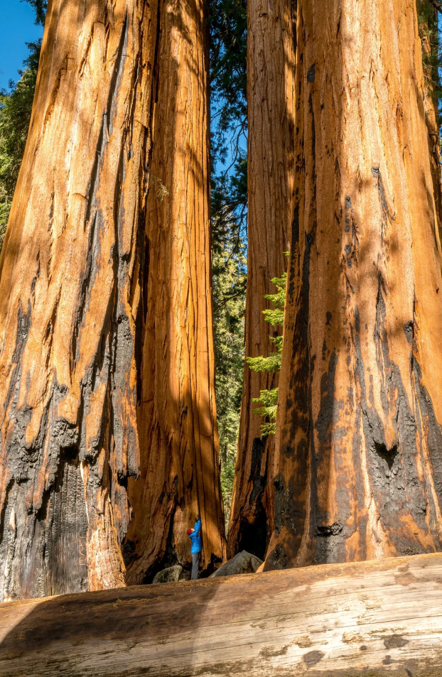 A person in a blue shirt stands between two massive sequoia trees, highlighting their immense size. Sunlight illuminates the reddish-brown bark, and a fallen log lies in the foreground.