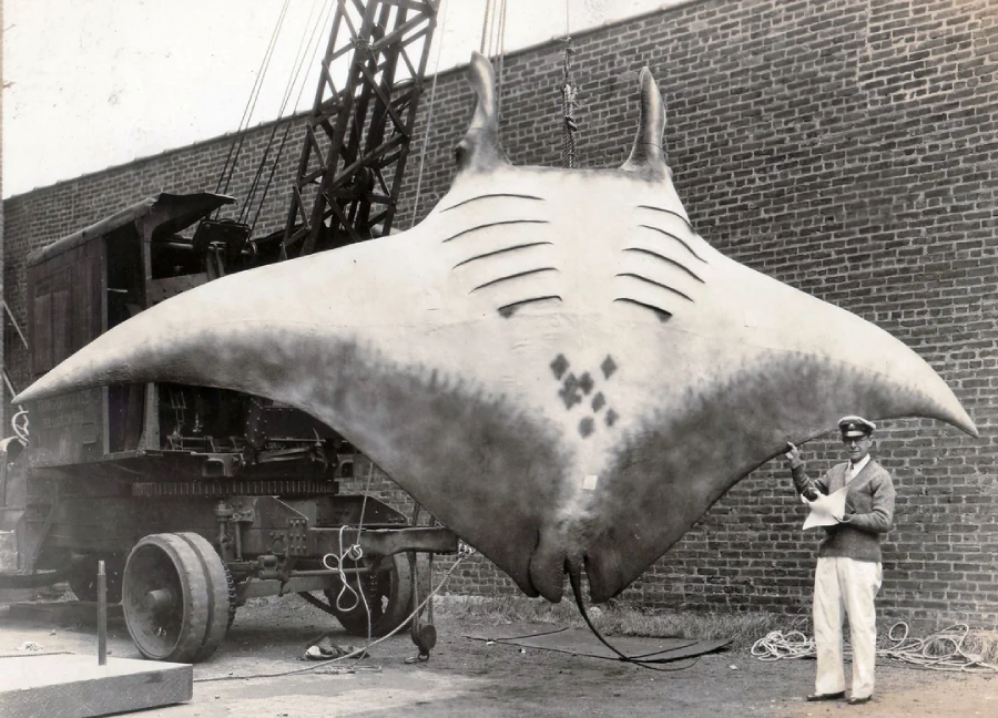 A man in uniform stands next to a massive manta ray suspended by a crane in front of a brick wall. The manta ray is much larger than the man, emphasizing its enormous size.