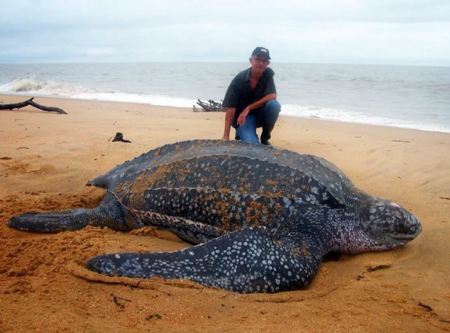 A large leatherback sea turtle lies on a sandy beach near the shoreline, with a man crouching beside it for scale. The ocean and cloudy sky are visible in the background.