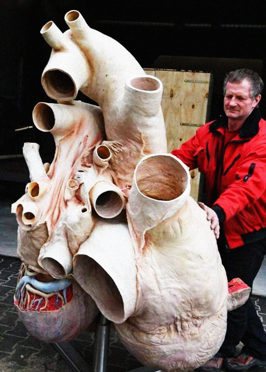 A man in a red jacket stands next to an oversized anatomical model of a human heart, showing large blood vessels and detailed structures, displayed outdoors on a stand.
