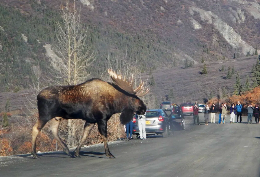 A large moose with antlers walks across a paved road as several people stand near parked cars, watching and taking photos in a mountainous, forested area.