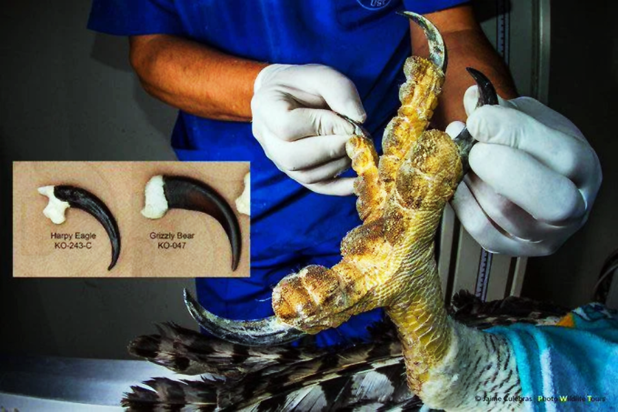 A person wearing gloves holds the massive talon of a harpy eagle. An inset compares the large, curved harpy eagle claw to a smaller grizzly bear claw, highlighting the eagle's impressive size.