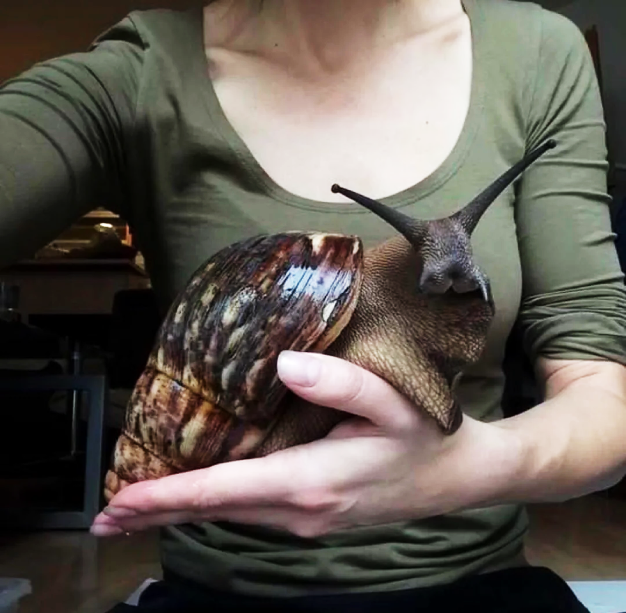 A person in a green shirt holds a giant snail with a large, brown, spiraled shell and long antennae. The snail rests comfortably in the person's hand and arm.
