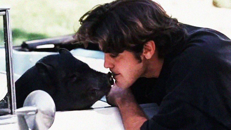 A man leans out of a car window to gently touch noses with a small black pig, sharing a tender moment outdoors.