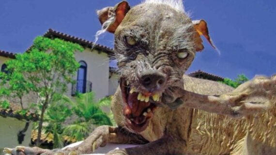 A close-up of a scruffy, hairless dog with sharp teeth and bulging eyes, appearing to snarl or chew on its leg, in front of a building with trees and blue sky in the background.