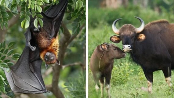 A split image: on the left, a bat with orange fur hangs upside down from a tree branch; on the right, two wild buffalo, an adult and a calf, stand together in green grass.