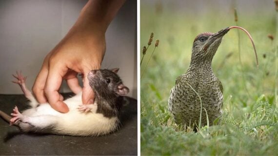 A split image: on the left, a hand tickles a black and white rat lying on its back; on the right, a bird with a speckled chest sticks out an unusually long tongue while standing in grass.