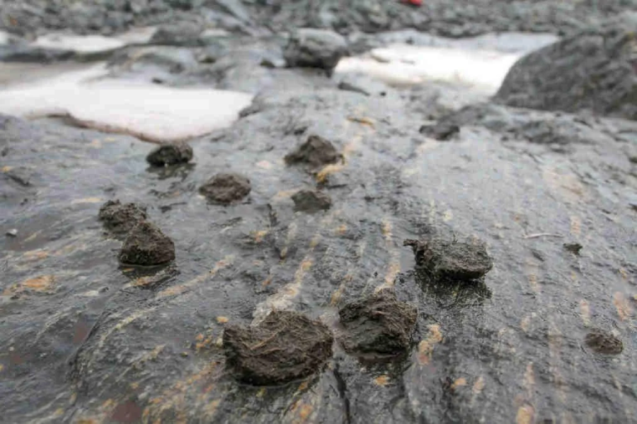 Close-up of several dark brown lumps of animal scat on wet, rocky ground, with scattered patches of snow in the background.