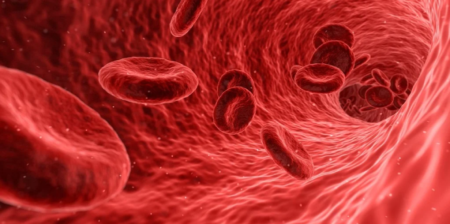 A close-up illustration of red blood cells flowing through a blood vessel, showing the cells’ disc-like shape and the detailed texture of the vessel’s inner wall.